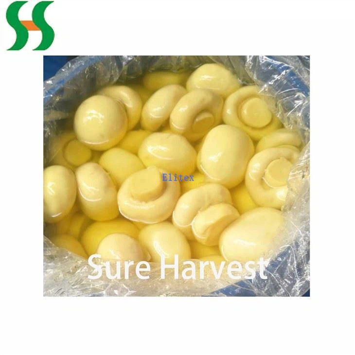 Champignon Mushroom In SO2 (1)